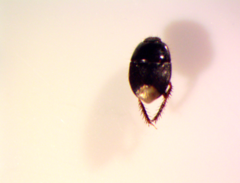 Microporus