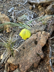 Calochortus raichei