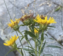 Jesse Rorabaugh, CC0, iNaturalist via GBIF Pentanema ensifolium, photograph Jesse Rorabaugh, CC0, iNaturalist via GBIF