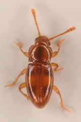 Stethorhanis borealis