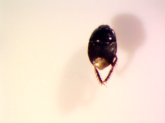 Microporus