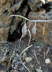 Calochortus raichei