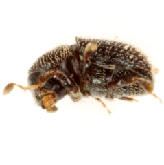 Phloeotribus texanus