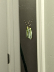 Chrysopa nigricornis