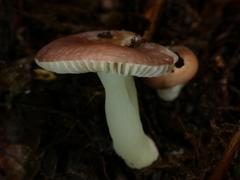 Russula roseopileata