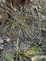 Carex mendocinensis
