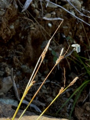 Carex mendocinensis