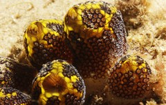 Botrylloides magnicoecus