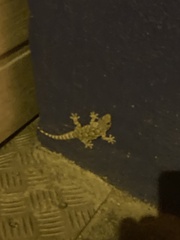 Tarentola mauritanica