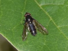 Cheilosia variabilis