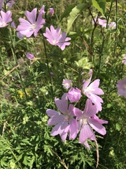 Malva alcea