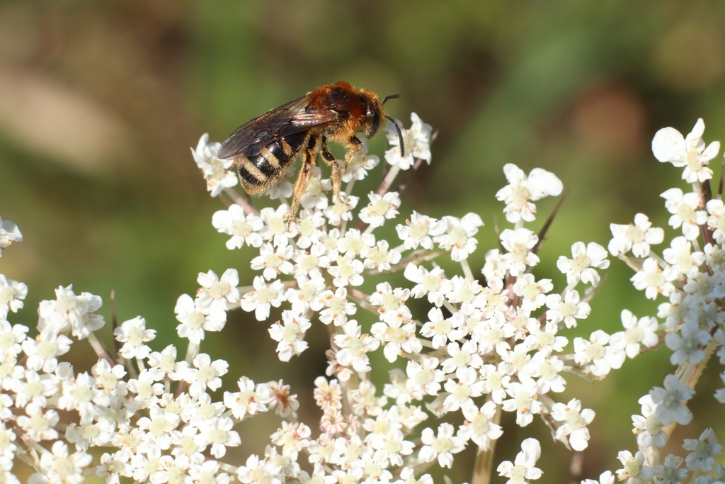 Red-backed Sweat Bee