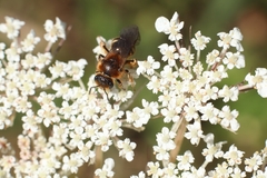 Lasioglossum laevigatum
