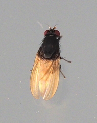 Minettia longipennis