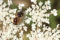 Lasioglossum laevigatum