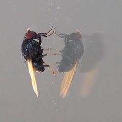 Minettia longipennis