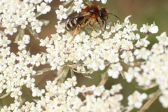 Lasioglossum laevigatum