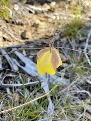Calochortus raichei