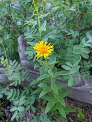 Pentanema salicinum