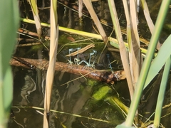 Platycnemis pennipes