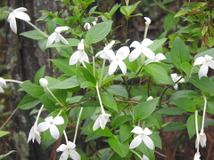 Bouvardia longiflora