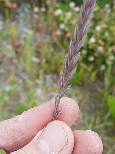 Paprastasis varputis nuotrauka