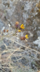 Erigeron inornatus