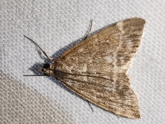 Evergestis sophialis