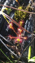 Drosera intermedia