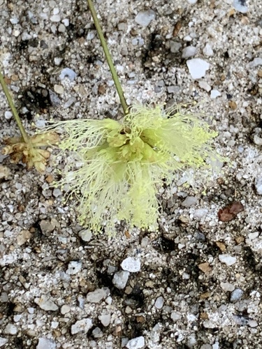 Bulbine vittatifolia G.Will.