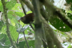 Syndactyla subalaris