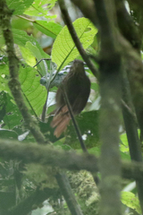 Syndactyla subalaris