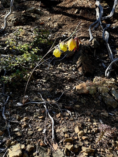 Image of Calochortus raichei by (c) Roger Raiche, some rights reserved (CC BY)