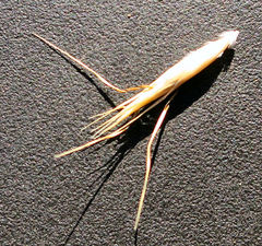 Rytidosperma merum