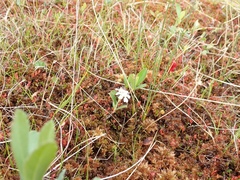Aronia × prunifolia