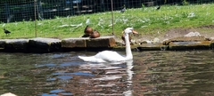 Cygnus olor