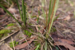 Pterostylis parviflora
