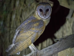 Tyto alba stertens