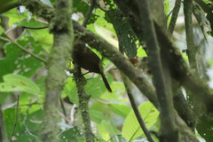 Syndactyla subalaris