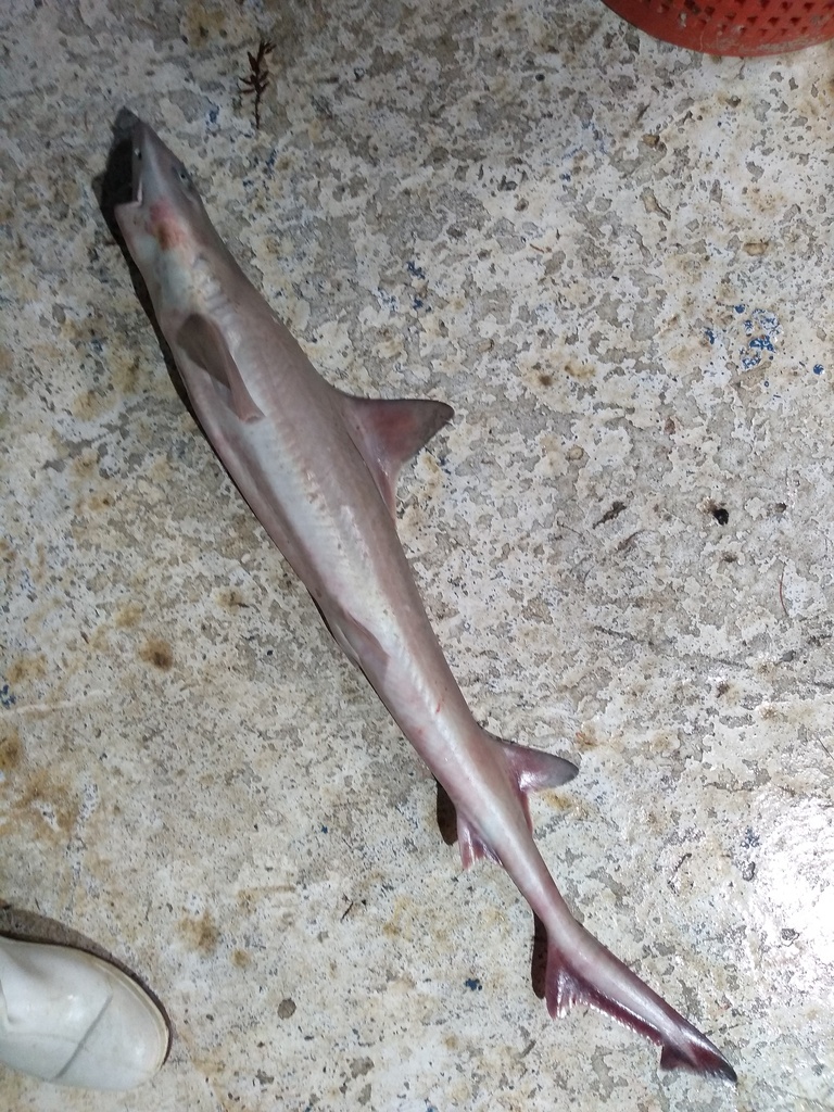 Florida smooth-hound (Mustelus norrisi) — Triakidae