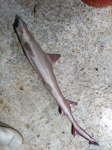 Florida smooth-hound (Mustelus norrisi) — Triakidae