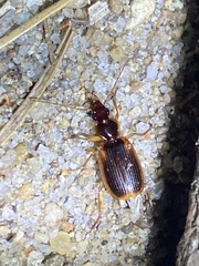 Cymindis limbata