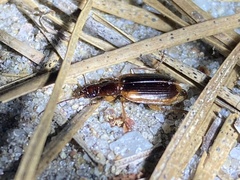Cymindis limbata
