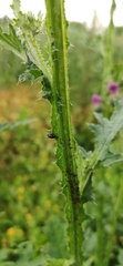 Aphididae
