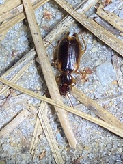 Cymindis limbata