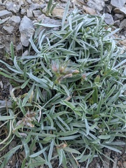 Convolvulus holosericeus