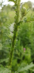 Aphididae