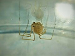 Spermophora senoculata