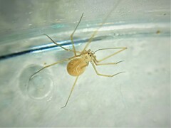 Spermophora senoculata