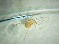 Spermophora senoculata